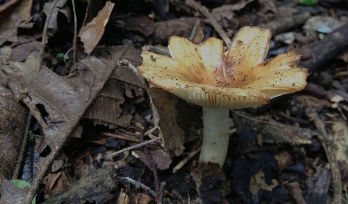 Mushroom Coffee