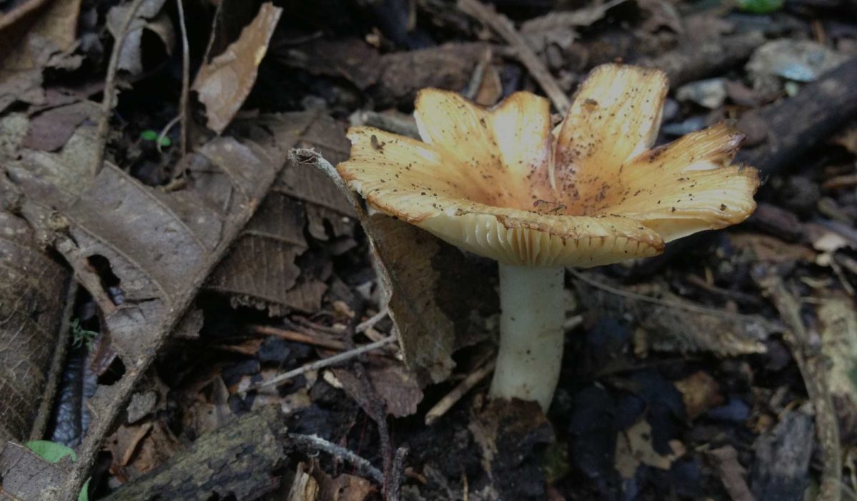 Mushroom Coffee